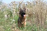 BERGER ALLEMAND 213